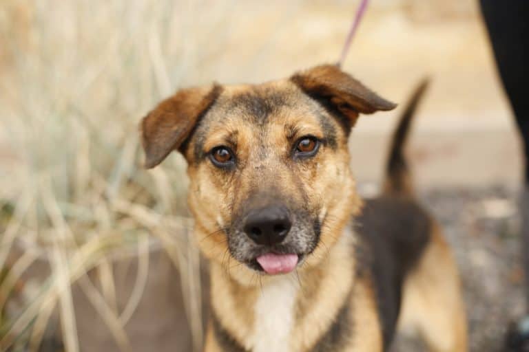 Berlynas nyk. Berliini