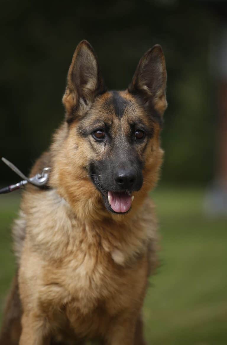 Margarita nyk. Kiana