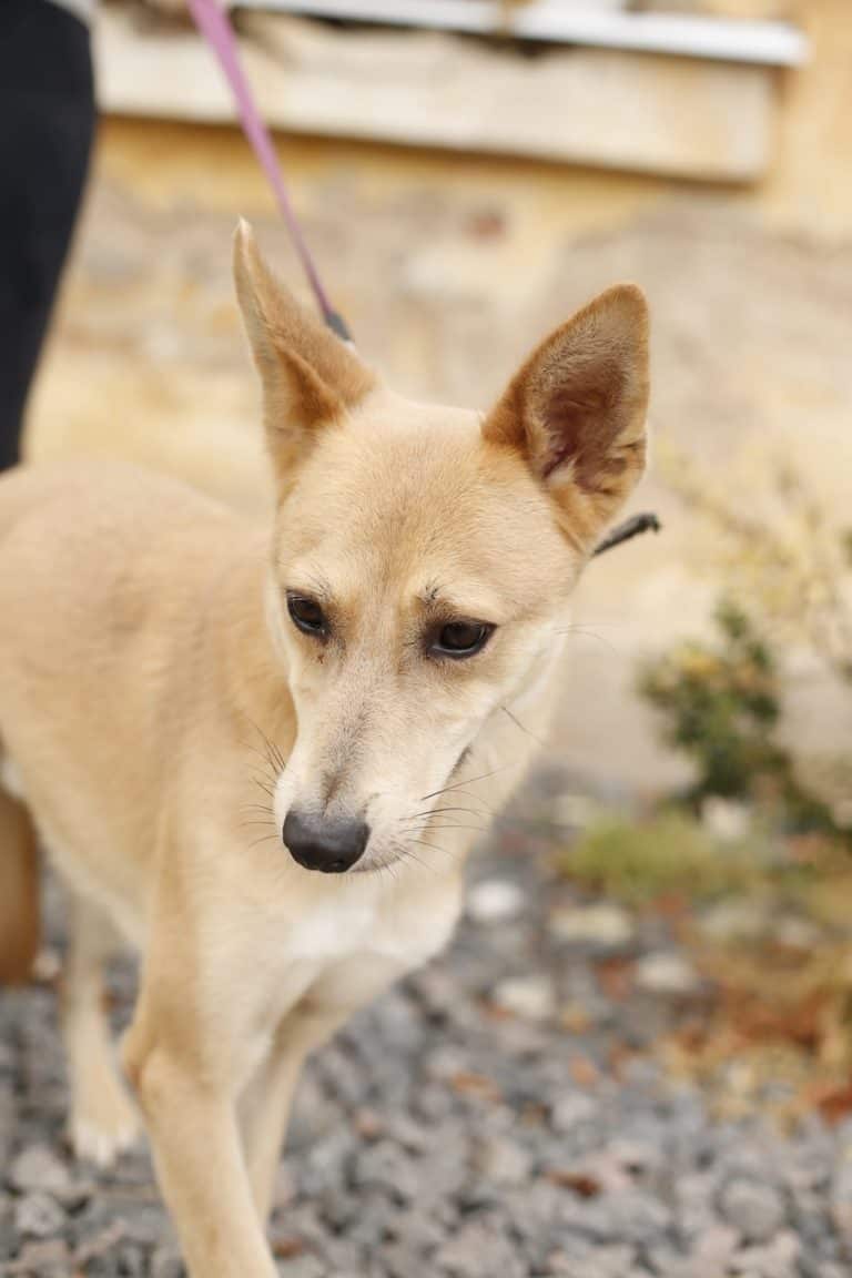 Portlandas nyk. Glottis