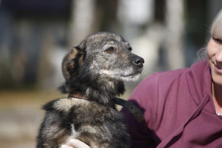 Silvestras nyk. Koda