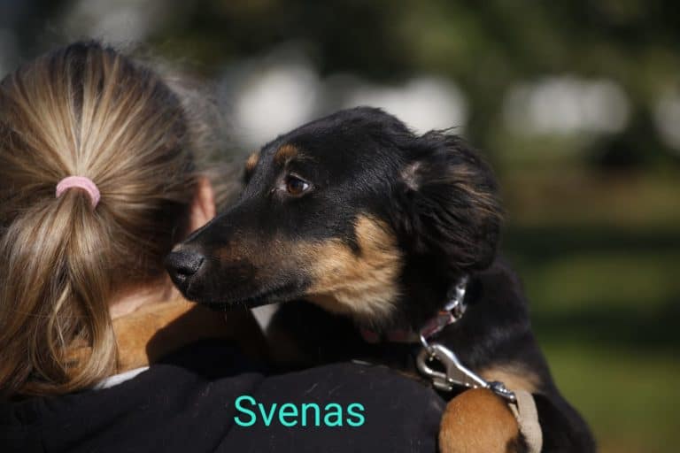 Svenas nyk. Dobby