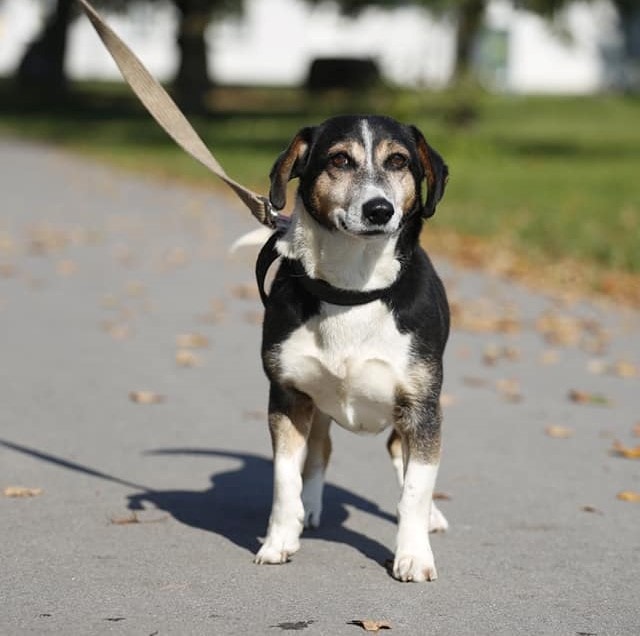 Buratinas nyk. Kaino