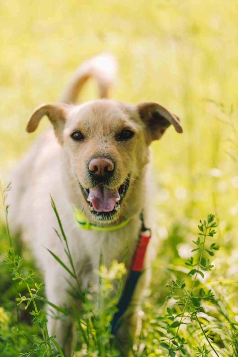 Dzeronimo nyk. Hannu