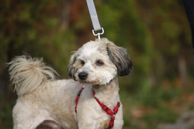 Morganas nyk. Morgan