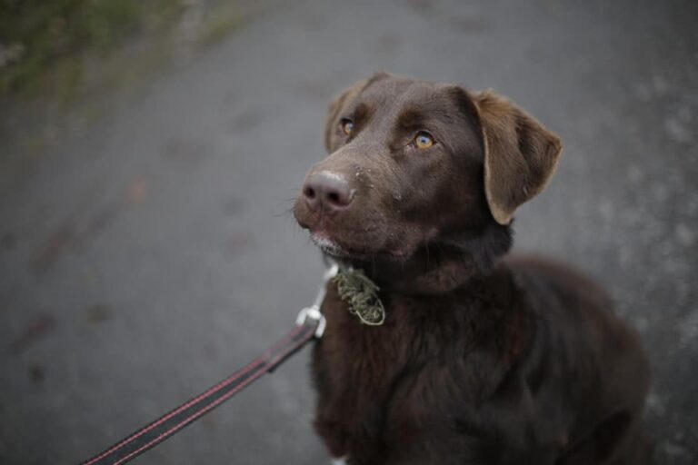 Suldu Buldu nyk. Ossi