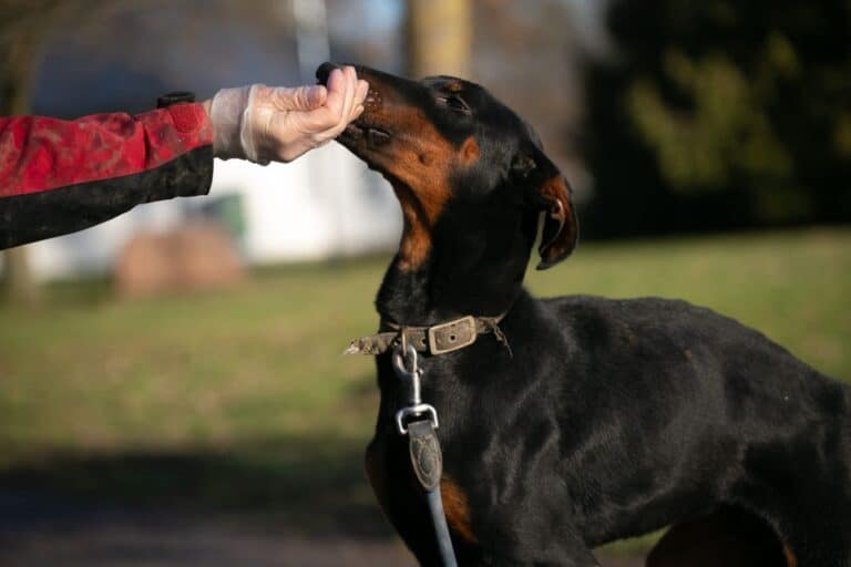 Dobis (Doberman)