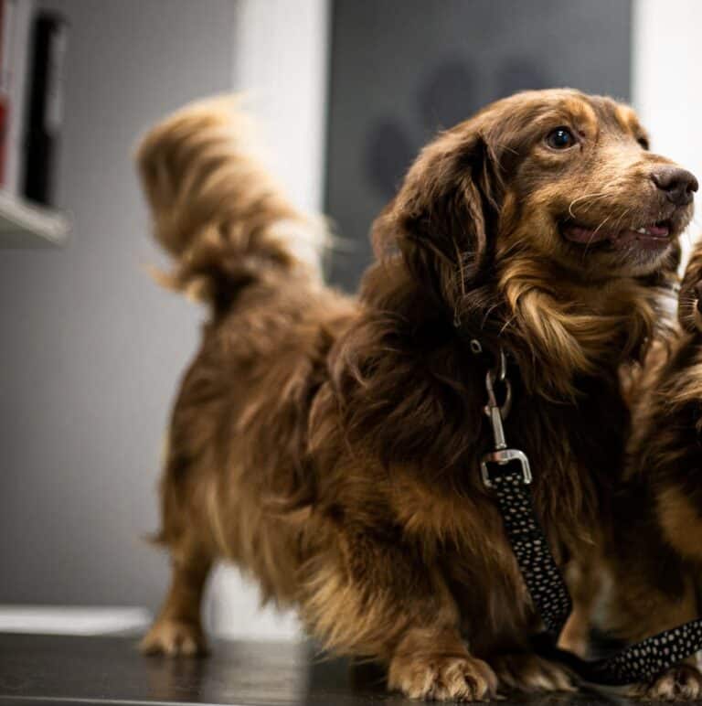 Kardamonas nyk. Kasmir