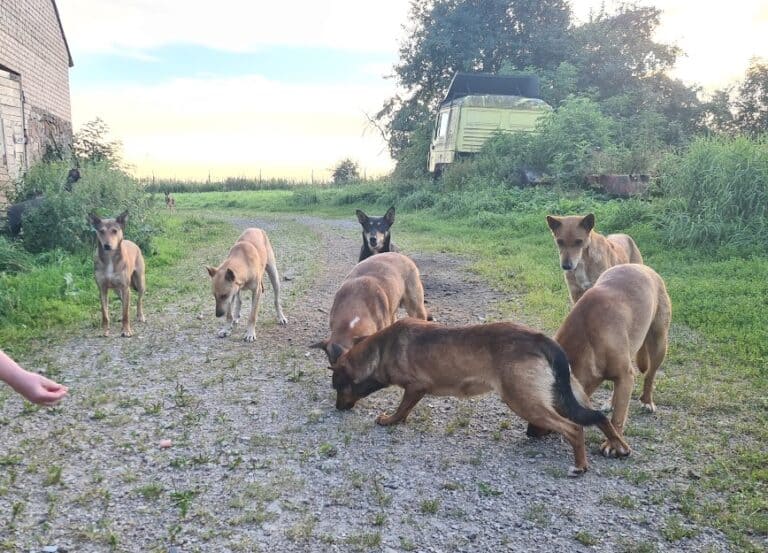 Populaatiopihan koirat