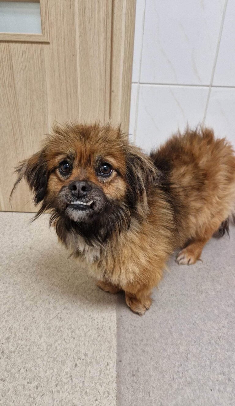 Bobo (pieni) nyk. Tex