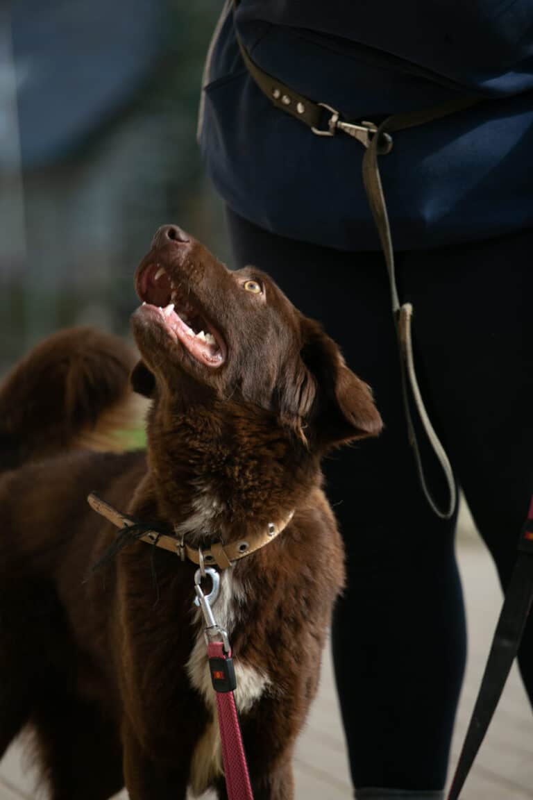 Snikeris (ruskea) nyk. Niki