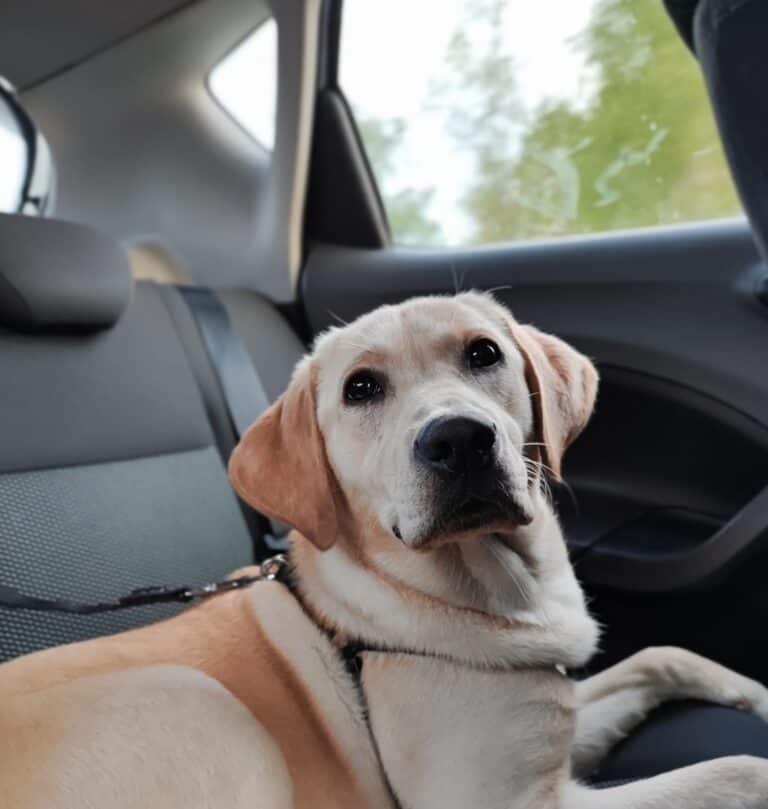 Bela (labbis-mix) nyk. Pipsa