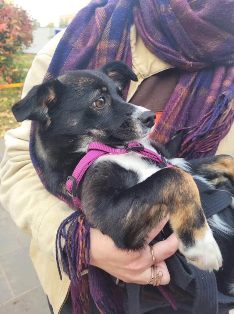 Limpopo (Mariposa) nyk. Viuhti