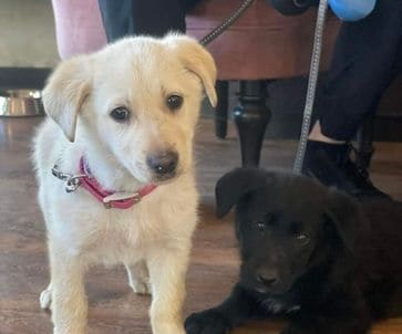 Maisa (vaalea) ja Helmi (tumma)