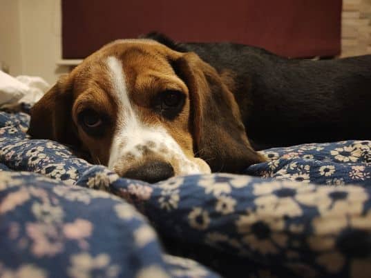 Maja (beagle) nyk. Maya
