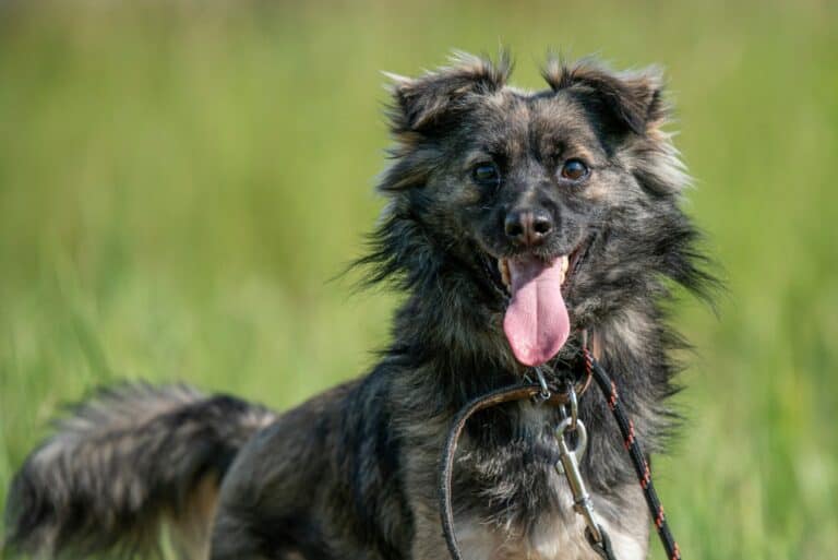 Juodnosiukas nyk. Jodi