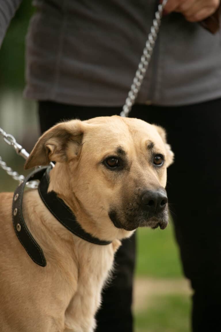 Bela (noutaja-mix) nyk. Usva