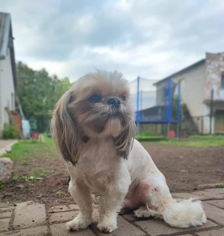 Bugis (pieni) nyk. Wäinö