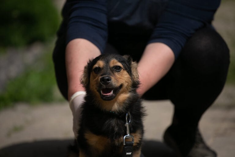 Pingvinas nyk. Benji