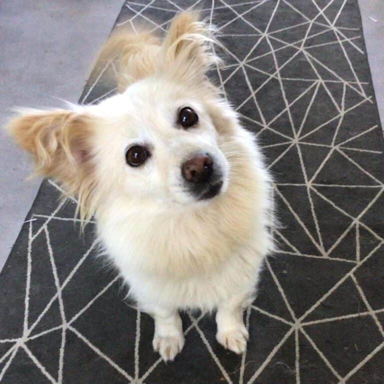 Kleopatra (Petra) nyk. Hilppa