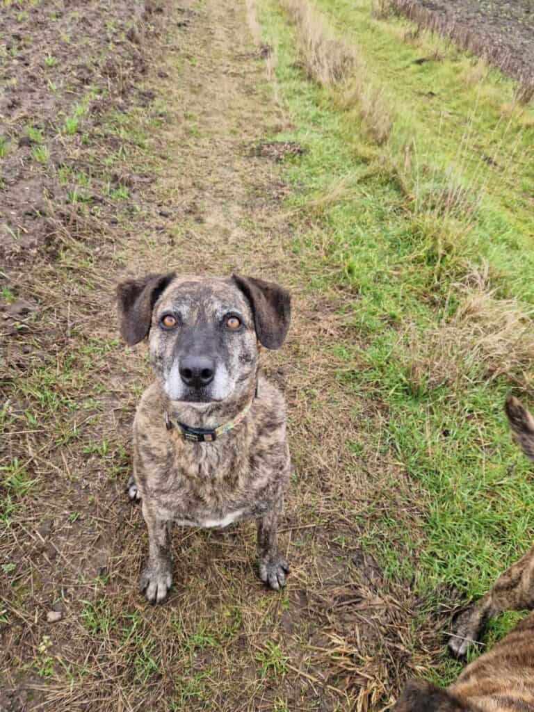 Temide (pariadoptio)