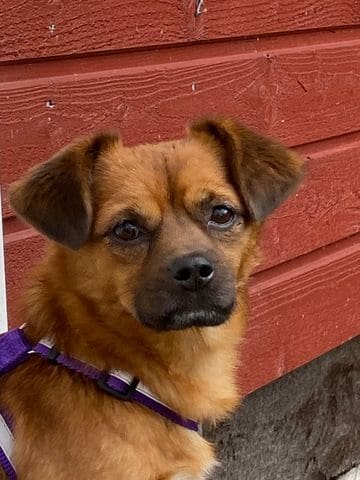 Bobikas (pariadoptio)