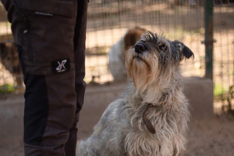 Bolike (pariadoptio)