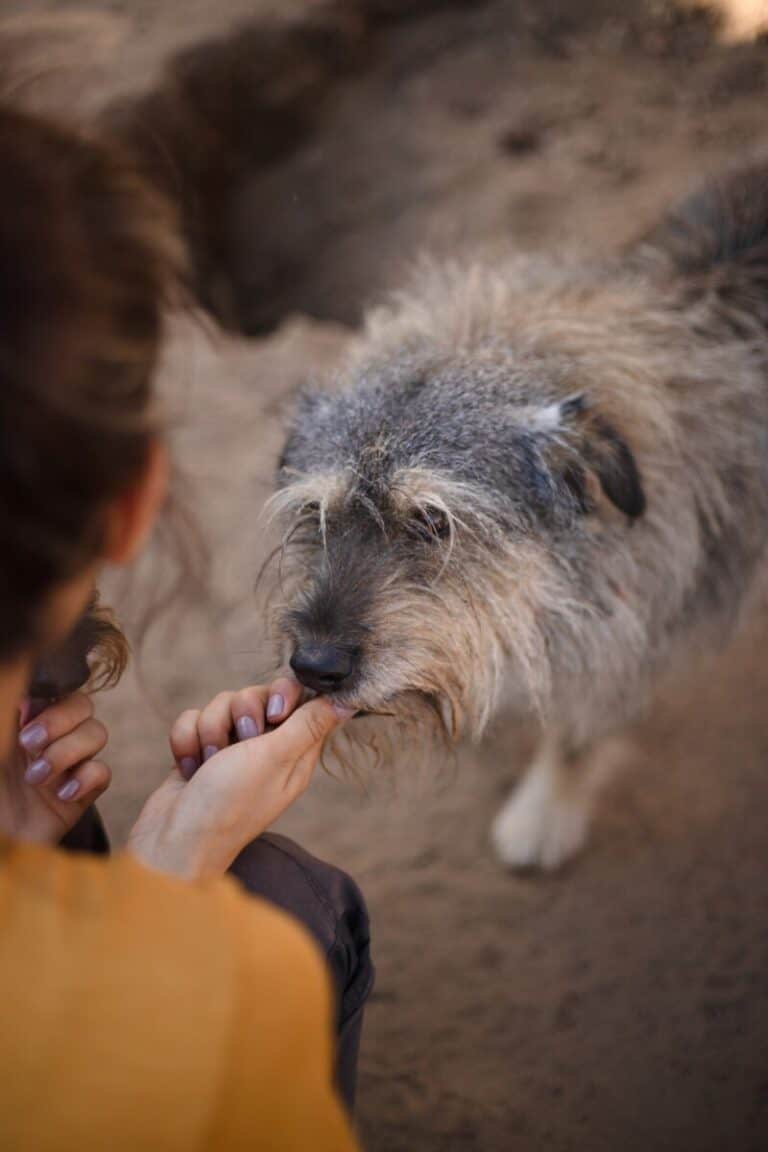 Liolike (pariadoptio)