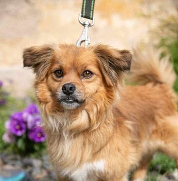 Marmadukas nyk. Kapu