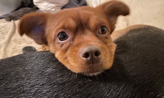 Sarikas (pariadoptio)