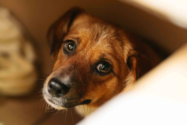 Kamane (pariadoptio)