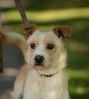 Rojus nyk. Milou Rojus