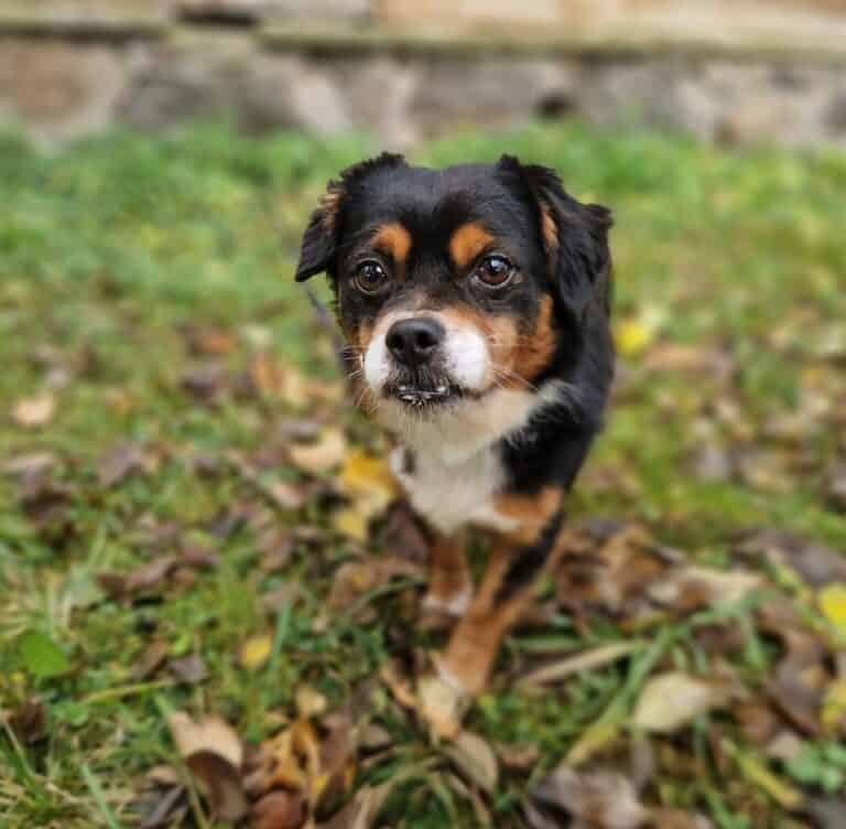 Grantukas nyk. Tukas