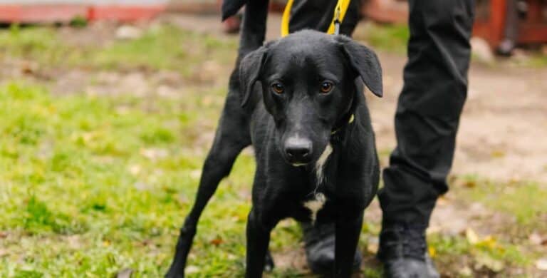 Saltinelis nyk. Kaapo