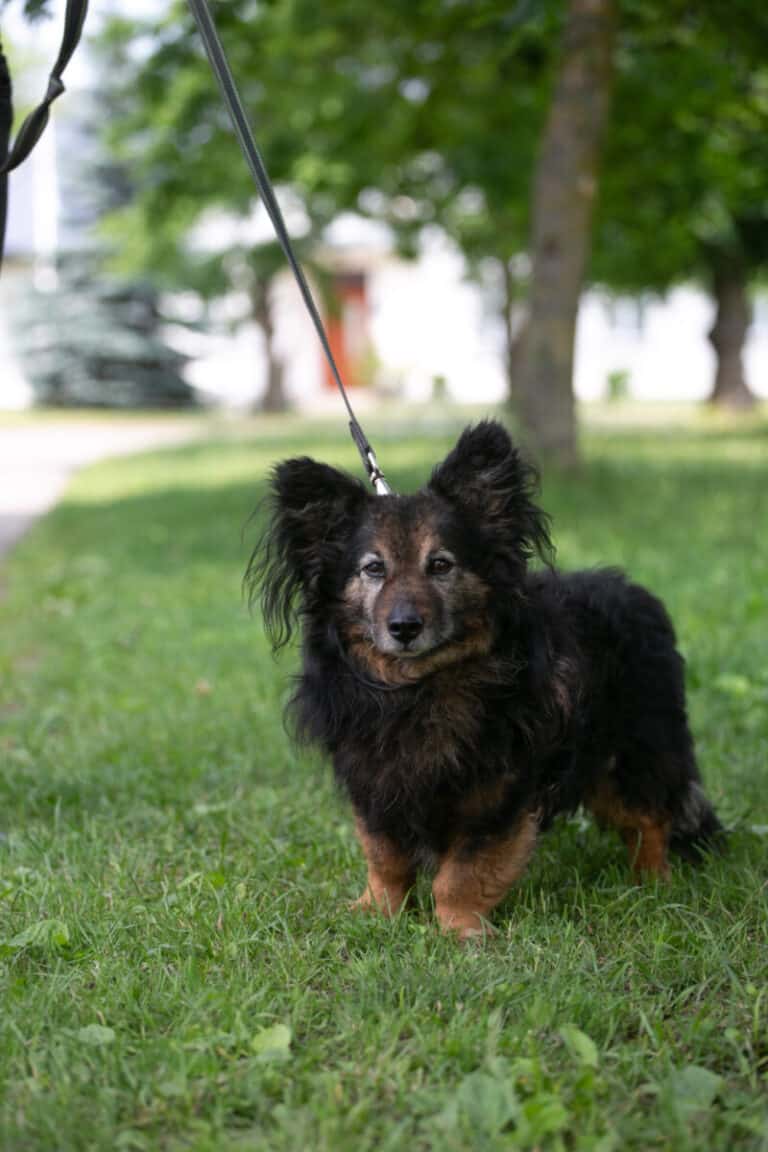 Dziunglis nyk. Mustis (pariadoptio)