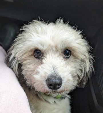 Meskis (vaalea) nyk. Muksis