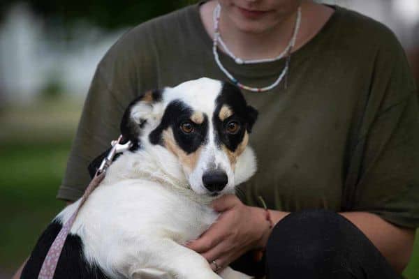 Mocartas nyk. Mozart