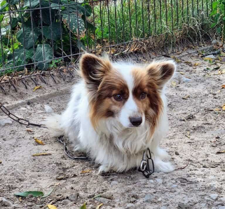 Velvetas nyk. Bentley