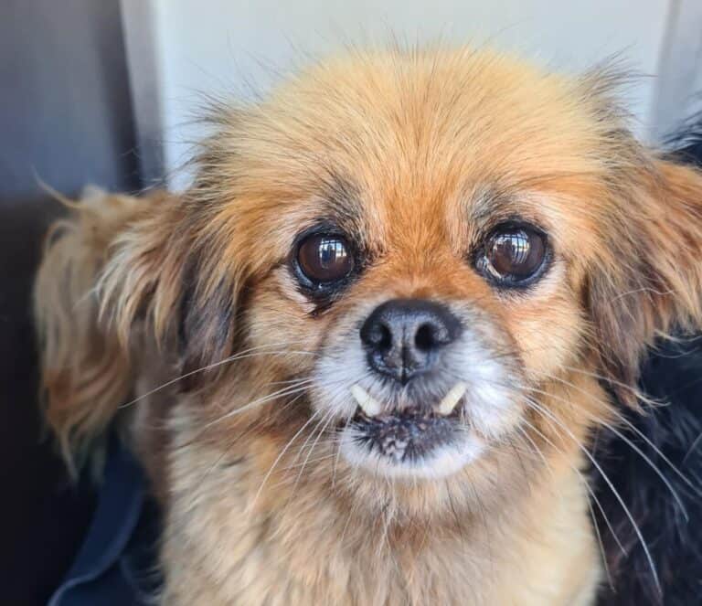 Meskyte nyk. Lillemor