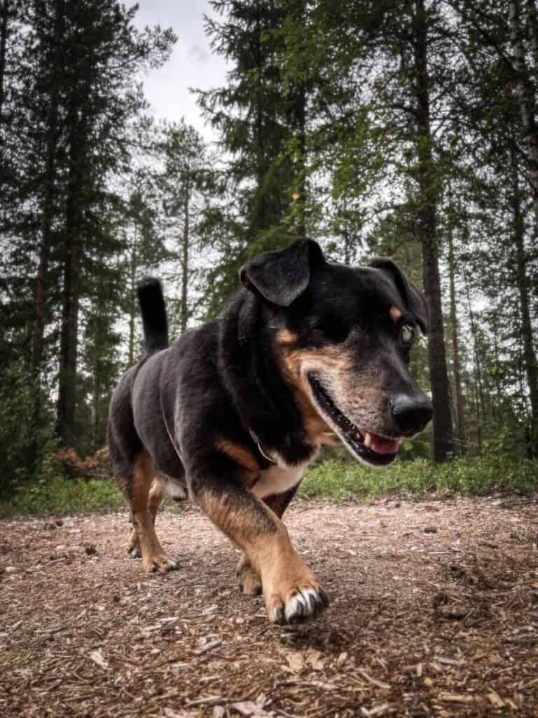 Oman itsensä käyntikortti: Tosielämän tuhkimotarina sokean koiran kotihoitajan silmin