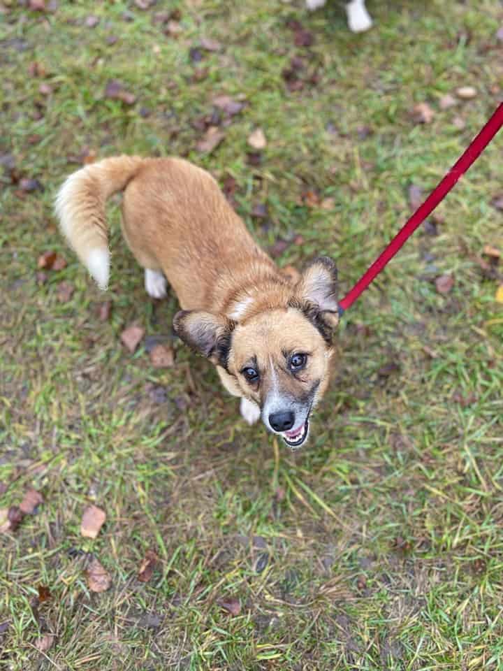 Robis (vaalea) nyk. Manu