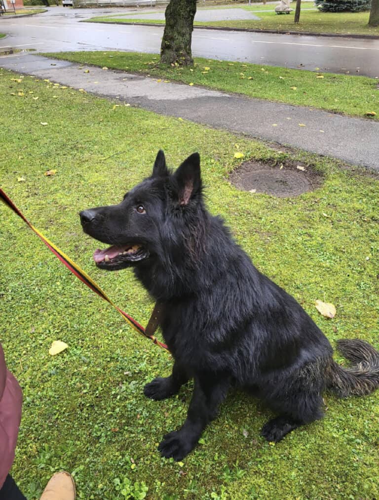 Luvras (musta) nyk. Grimi