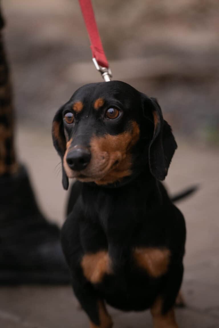 Gera nyk. Hippu (pariadoptio)