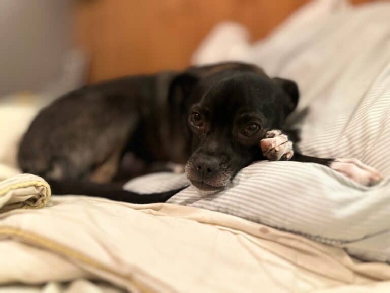 Drauguzis nyk. Dobby