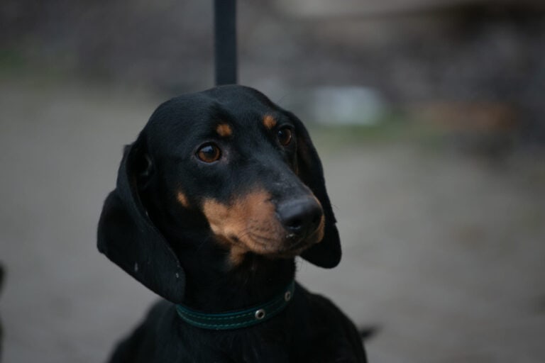 Cile nyk. Muru (pariadoptio)