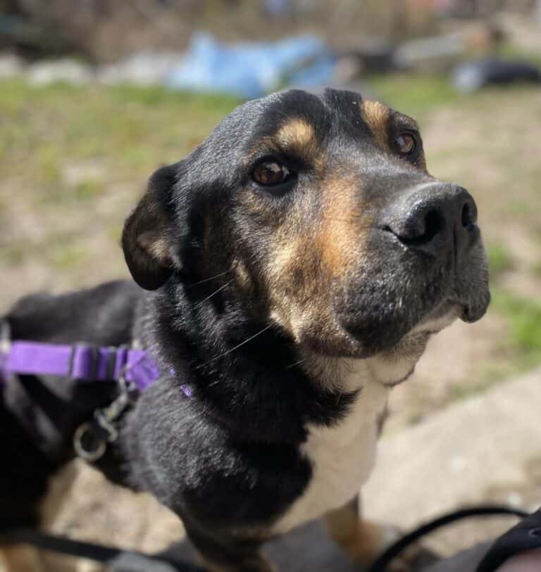 Kingas (musta) nyk. Manu