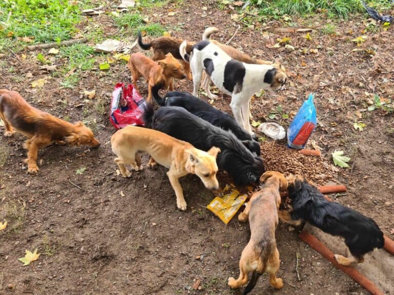 Mökki, mummo ja koirat, eli liettualaisen eläintensuojelijan arkea