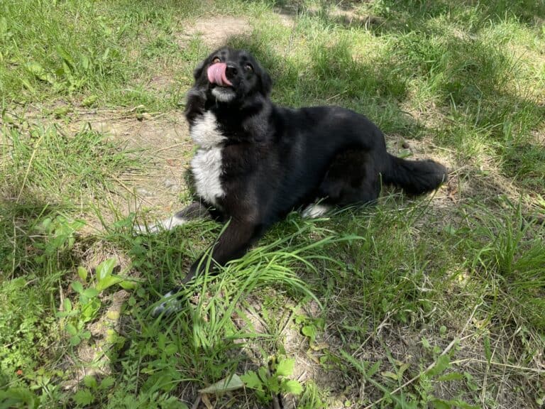 Snieguole nyk. Niepu