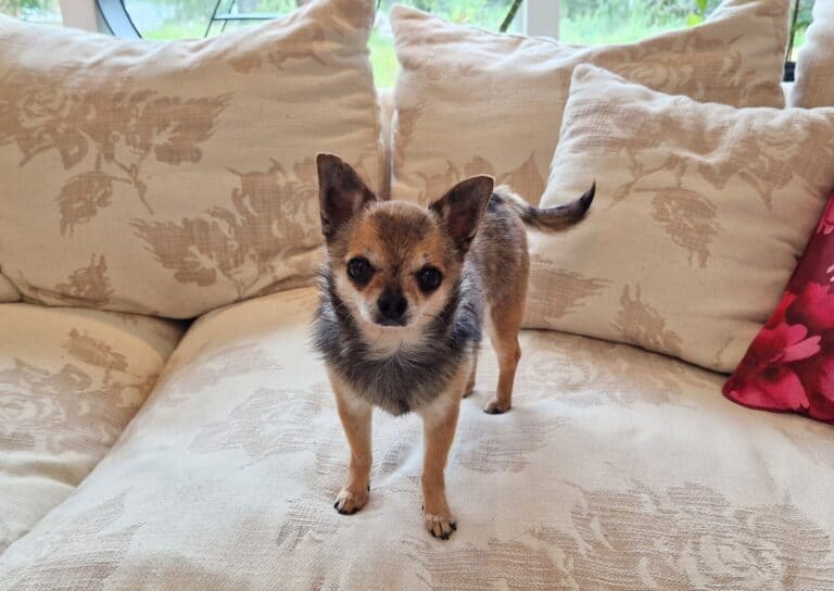 Dipsis (pariadoptio)