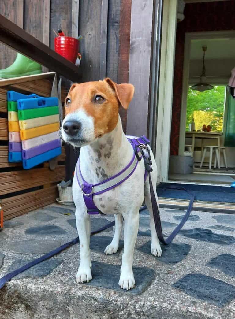 Teris-Mailo nyk. Fredi