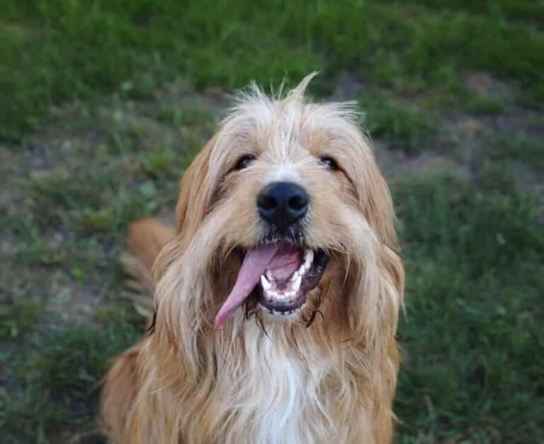 Luna (vaalea) nyk. Lila